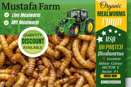 Mealworms | Usa breed Mealworms | beetle| larva | pupa | just Rs : 1/-