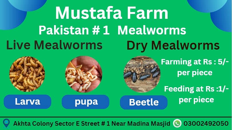 Mealworms | Usa breed Mealworms | beetle| larva | pupa | just Rs : 1/- 1