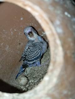 budgies breeder pair with chick for sale