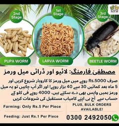 Mealworms | Usa breed Mealworms | beetle| larva | pupa | just Rs : 1/