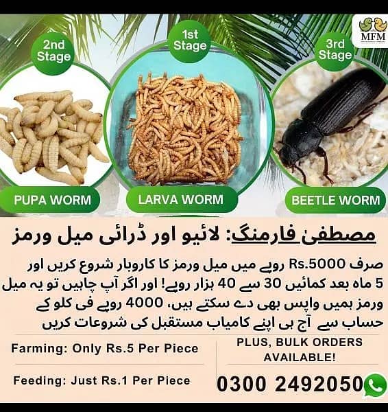 Mealworms | Usa breed Mealworms | beetle| larva | pupa | just Rs : 1/ 0