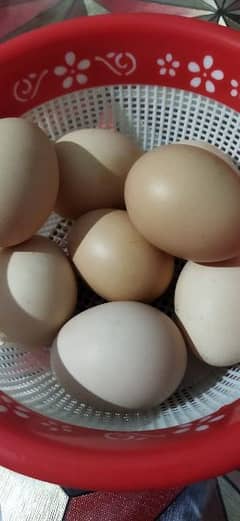 Fertile Desi Eggs