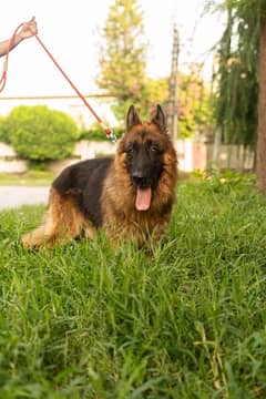 German Shepherd Long Coat Pink Pedigree