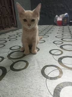 Persian kitten urgent sale 0_3_1_0_4_8_8_8_0_9_1