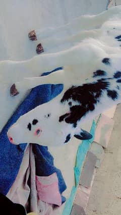 gulabi cow kid 03172112210