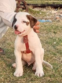 pure bully gulteir male age 55 days for sale