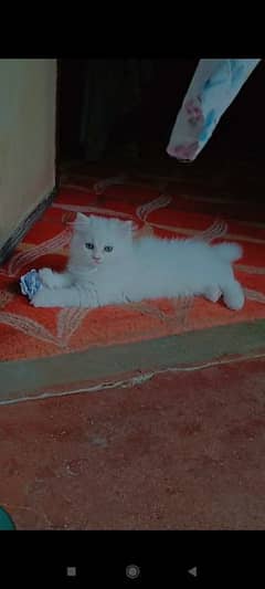 female pure Persian breed