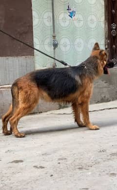 long coat breeder female out of coat near to heat