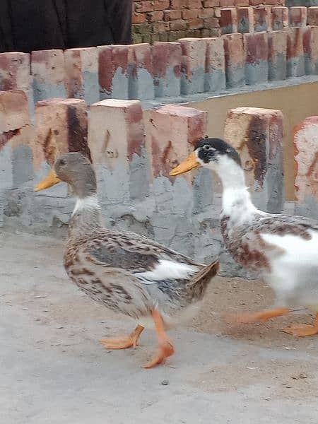 Duck male and Female 3