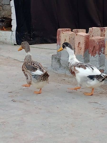 Duck male and Female 4