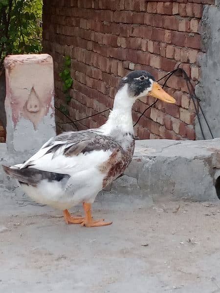 Duck male and Female 5