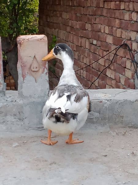 Duck male and Female 6