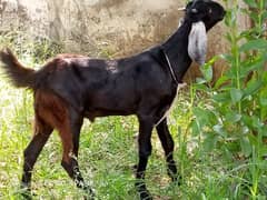 bakra far sell03187630618