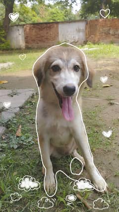 7 month old puppy, husky & local mix breed.