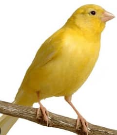 singing Canary for sale in Lahore