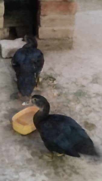 pair of ducks 5