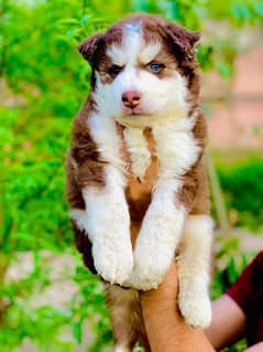 Siberian Husky puppies for sale in urgent