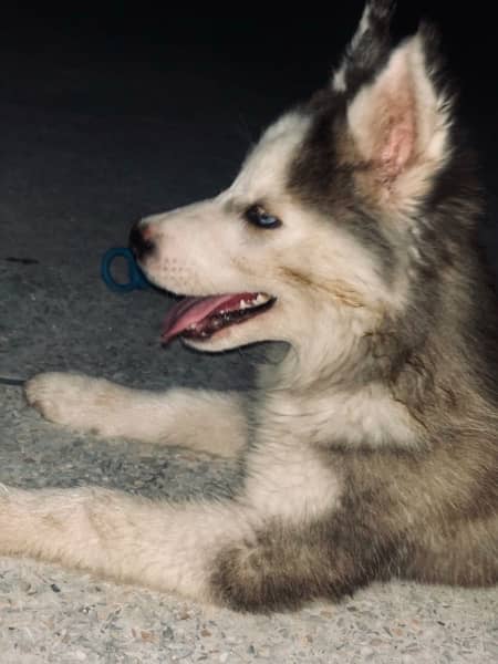 Siberian Husky Blue Eyes 3 Months for sale Fully Vaccinated/Deworming 1