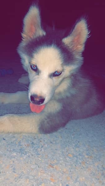 Siberian Husky Blue Eyes 3 Months for sale Fully Vaccinated/Deworming 3