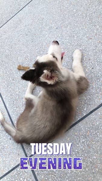 Siberian Husky Blue Eyes 3 Months for sale Fully Vaccinated/Deworming 4