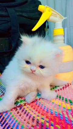 Persian cat | Persian kittens | 03086272747 | kittens urgent sale