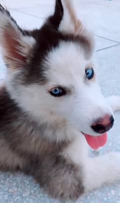 Siberian Husky Blue Eyes 3 Months for sale Fully Vaccinated/Deworming