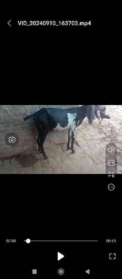 bakri for sale 1 month cross