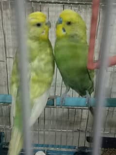 9 parrots for sale with 2 cages