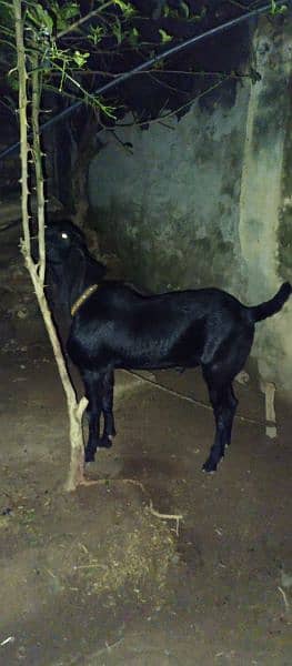 Black pure Amritsari beetal breeder bakra and female path 0