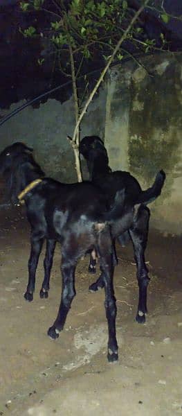 Black pure Amritsari beetal breeder bakra and female path 1