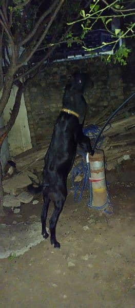 Black pure Amritsari beetal breeder bakra and female path 2