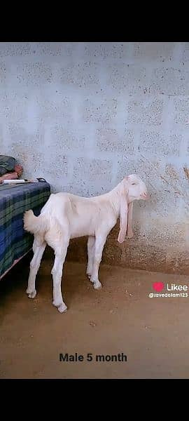 Gulabi goat bakra kid 2