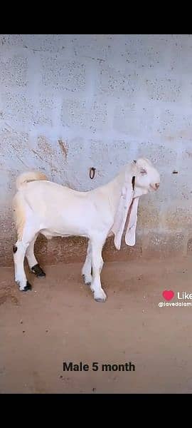 Gulabi goat bakra kid 7