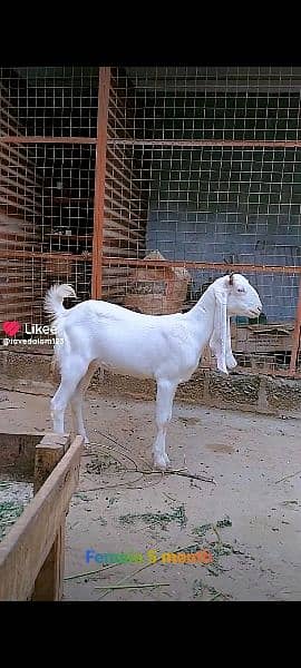 Gulabi goat bakra kid 12