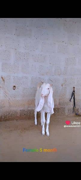 Gulabi goat bakra kid 13