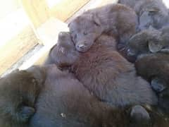 Black shepherd pups old shepherd breed