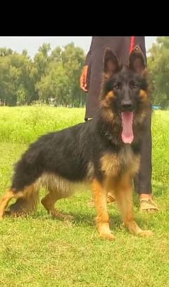 German shepherd female 11 months for sale