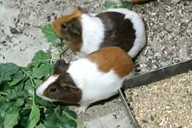 Guinea Pigs