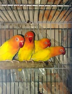 Lation Red Eyes - Love bird 0