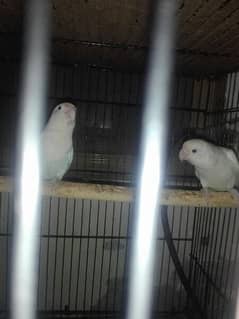 albino red eye and albino black eye