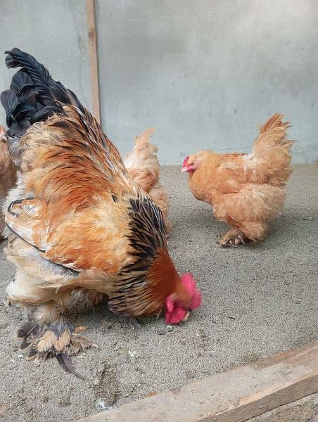 Golden Buff and golden bantam eggs and chicks available 1