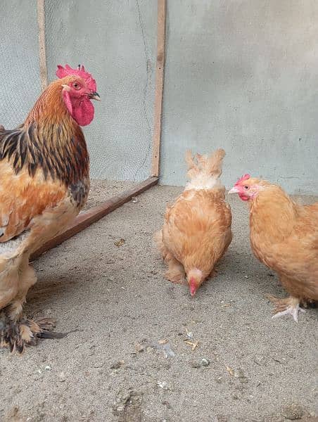 Golden Buff and golden bantam eggs and chicks available 2