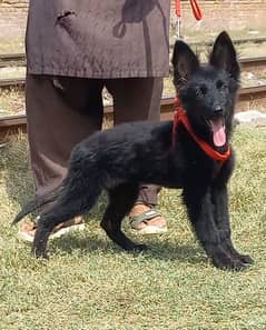 Black German shepherd female | German shepherd long Coat Pair