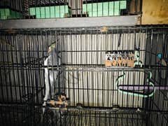 Cocktails & Budgies / Green Parrot / 3 Cages different sizes