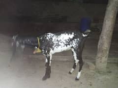 bakri for sale mashallah bilkul thk ha