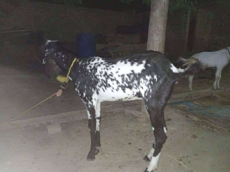 bakri for sale mashallah bilkul thk ha 1