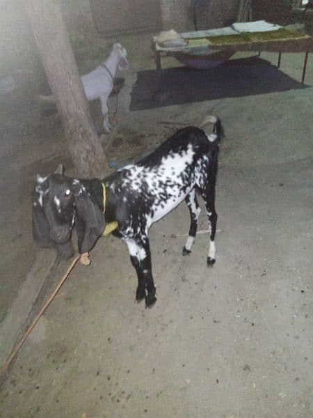 bakri for sale mashallah bilkul thk ha 2