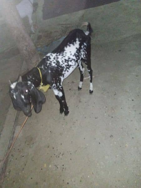 bakri for sale mashallah bilkul thk ha 3