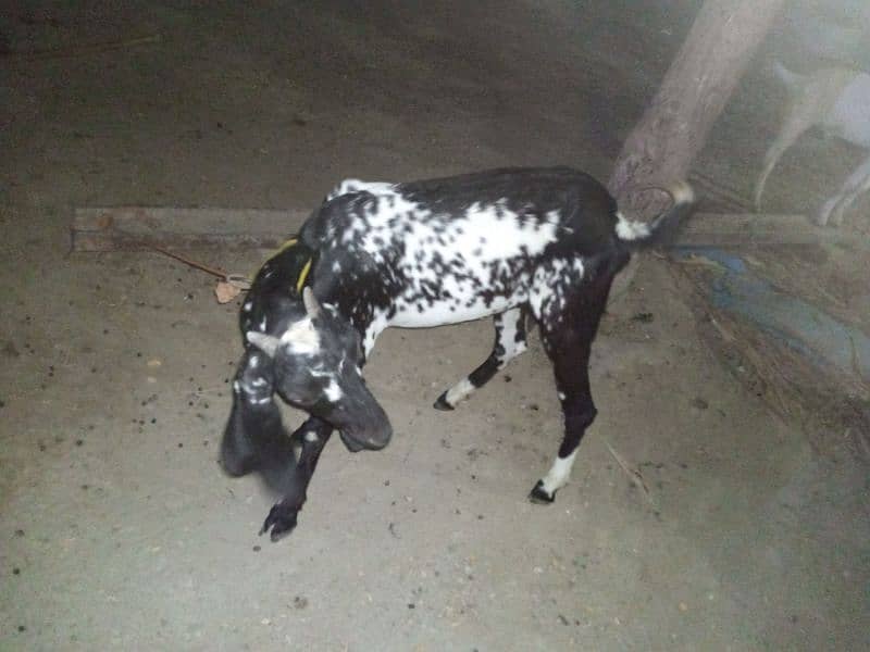 bakri for sale mashallah bilkul thk ha 4