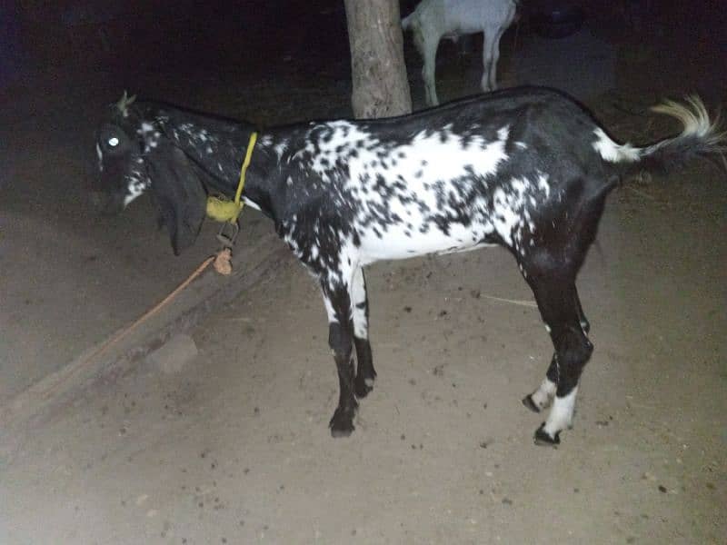 bakri for sale mashallah bilkul thk ha 7